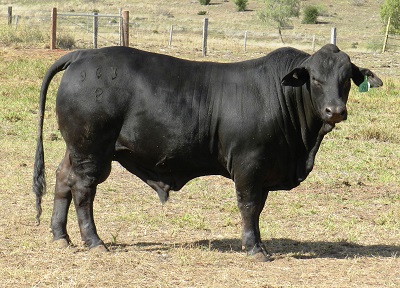 Elara ET 963 (in 2019)